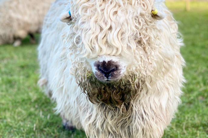 sheep