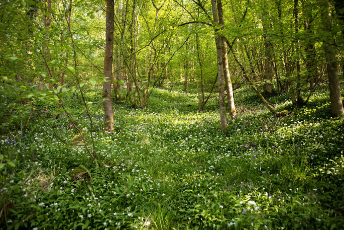 Wild Garlic in Woods