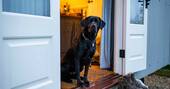Tin and Wood_Dog_Friendly