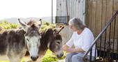 donkeys